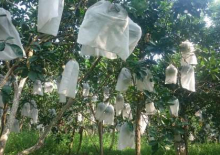 Kinh nghiệm sử dụng  túi bao trái cây