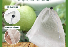 Sản xuất túi bao trái cây số lượng lớn. Tuyển sỉ, lẽ trên toàn quốc