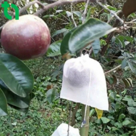 Túi Bao Trái Vú Sữa